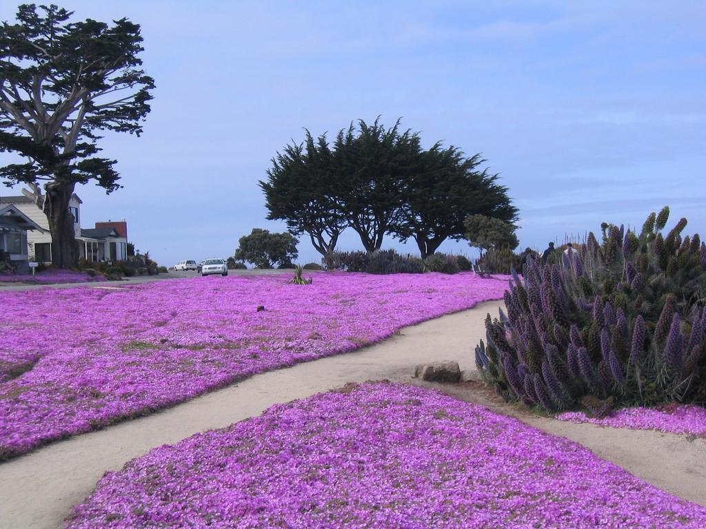 Aura Inn Monterey Exterior photo